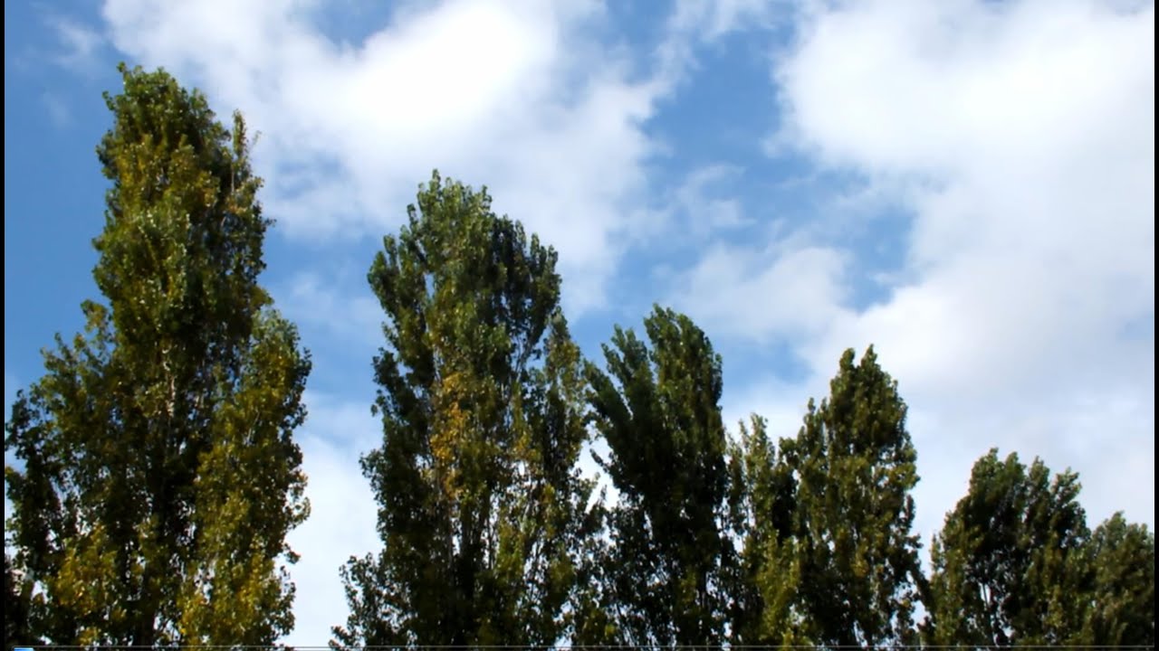 Шум ветра в листве деревьев 💨💨 Расслабляющие звуки природы