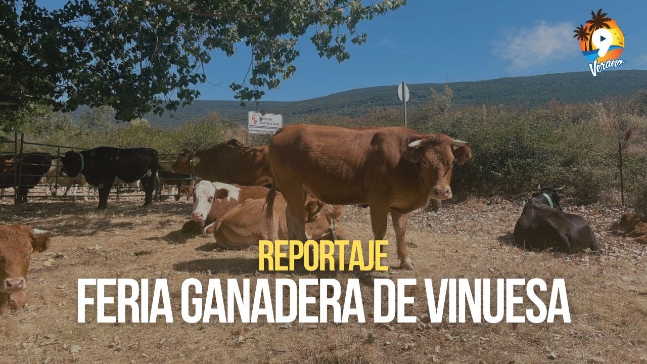VERANO EN CANAL 9 | XXIV Feria Ganadera de Vinuesa