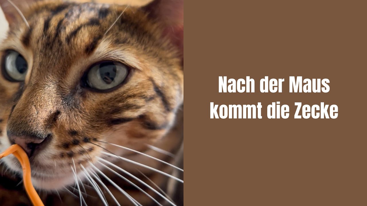 Nach der Maus kommt die Zecke #katze #katzenvideos #bengalkatze #katzen #katzenaufyoutube #kater 
