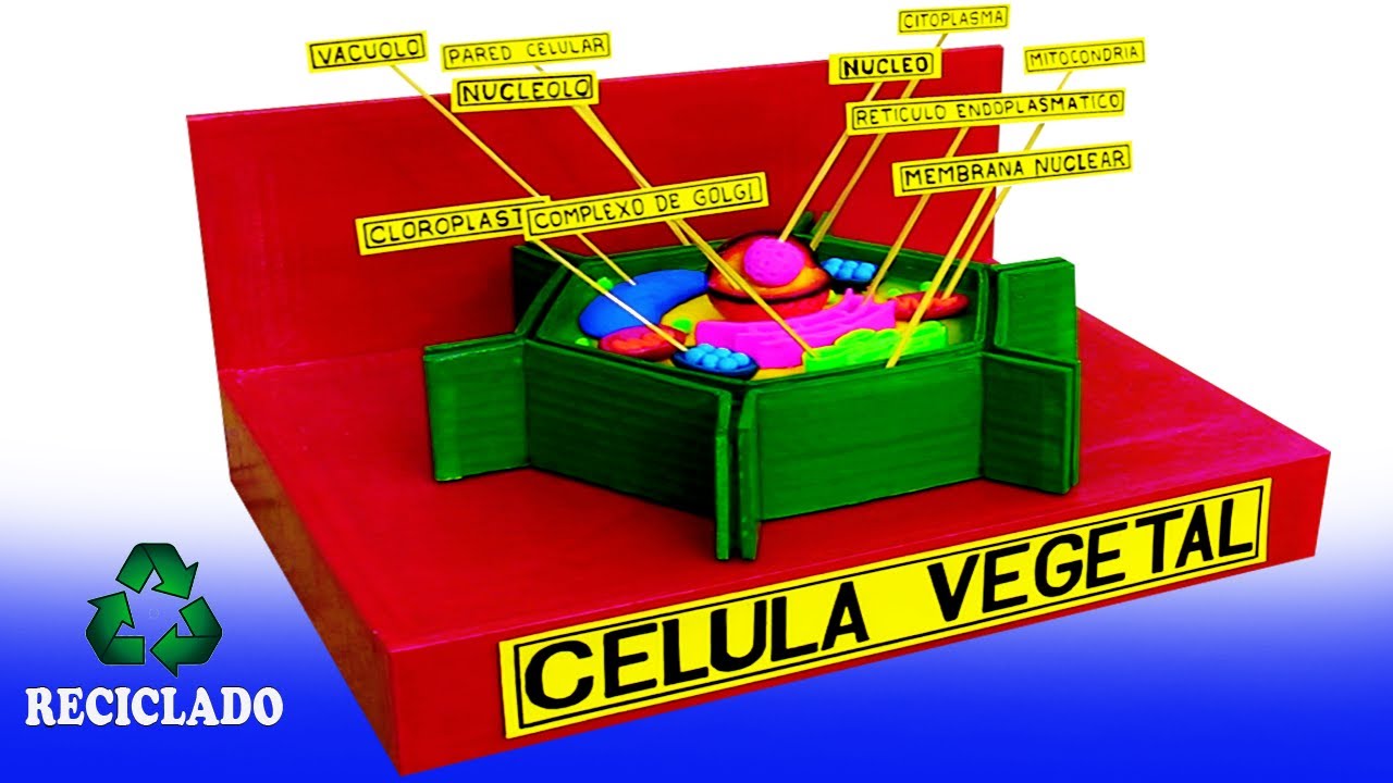 Como hacer una maqueta de CELULA VEGETAL  paso a paso y fácil