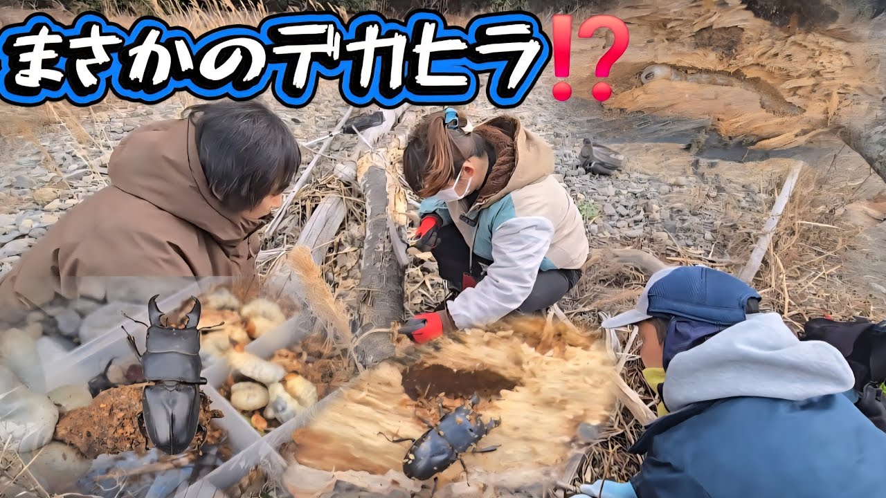 【昆虫採集】ペンギンさんタマムシ採集のつもりがまさかのデカヒラ⁉️