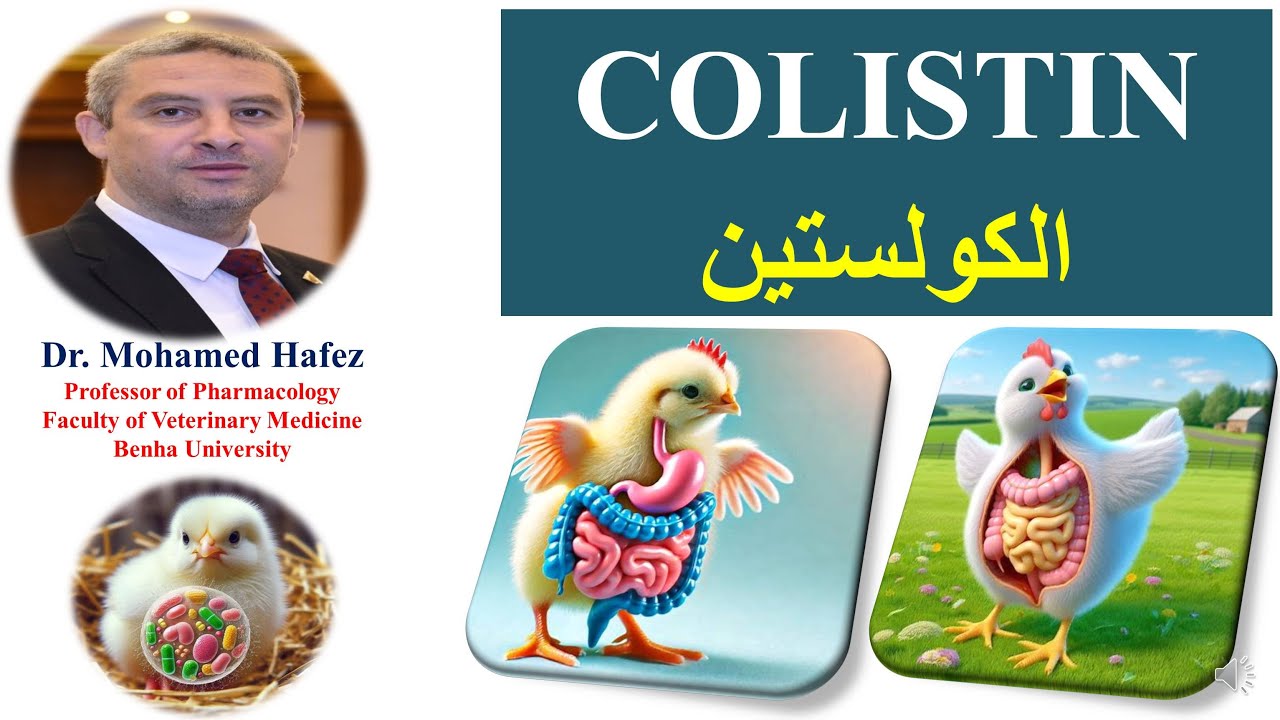 الكولستين في الدواجن COLISTIN