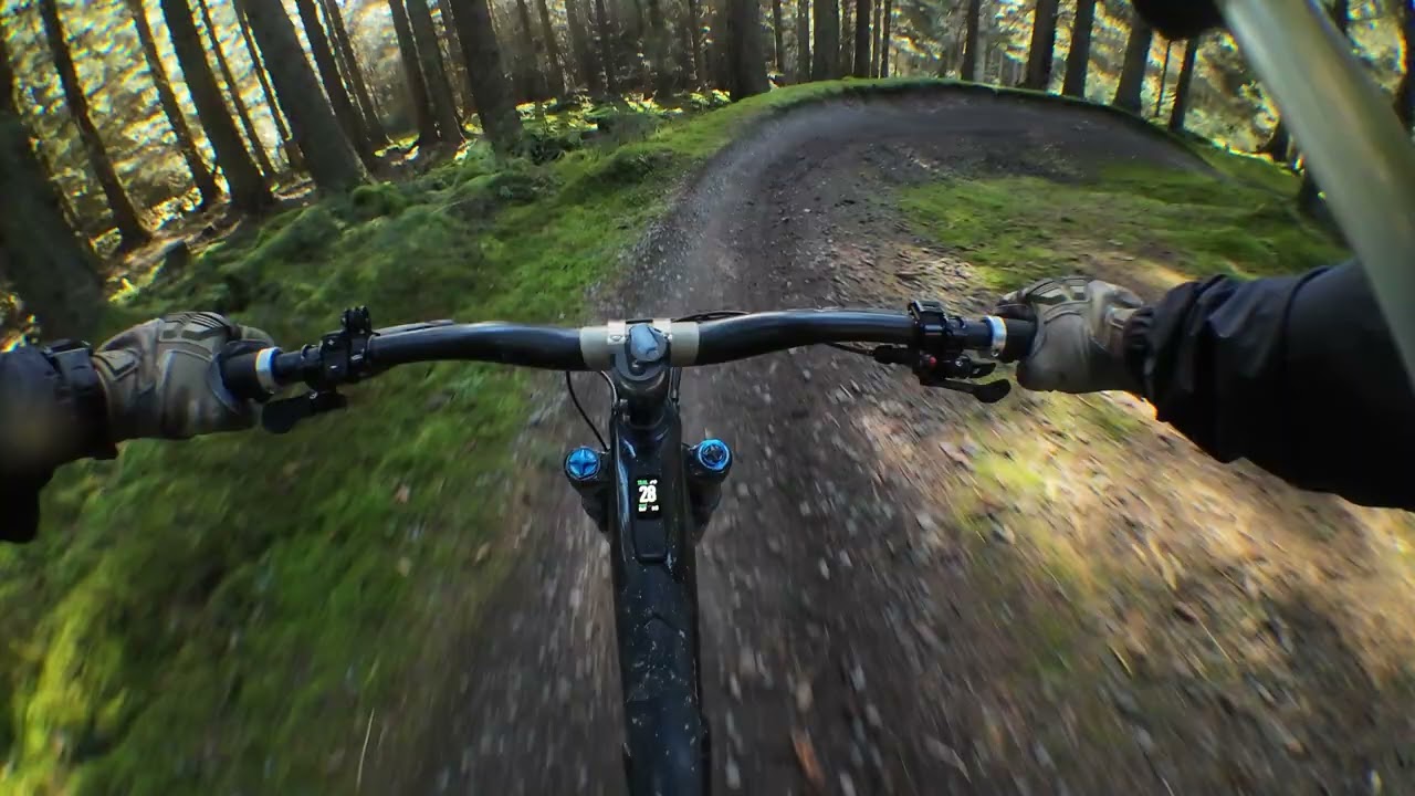 Spooky wood link to mud and roots 