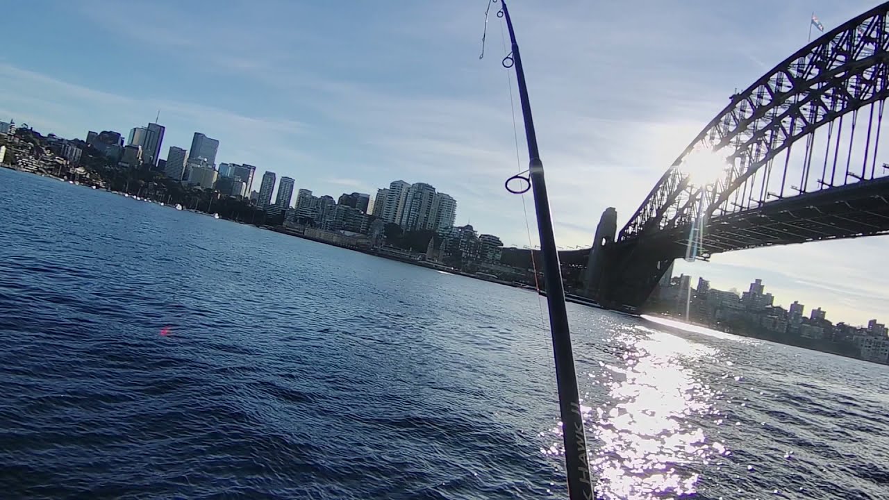 Morning flick at Sydney Harbour delivers Salmon