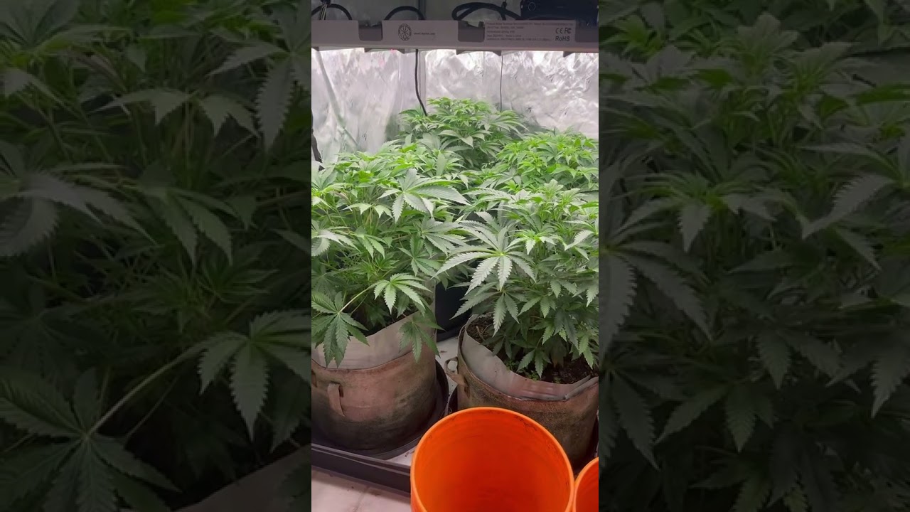 Mud lakes by blackleaf genetics pheno hunt pre cloning vegatation introduction