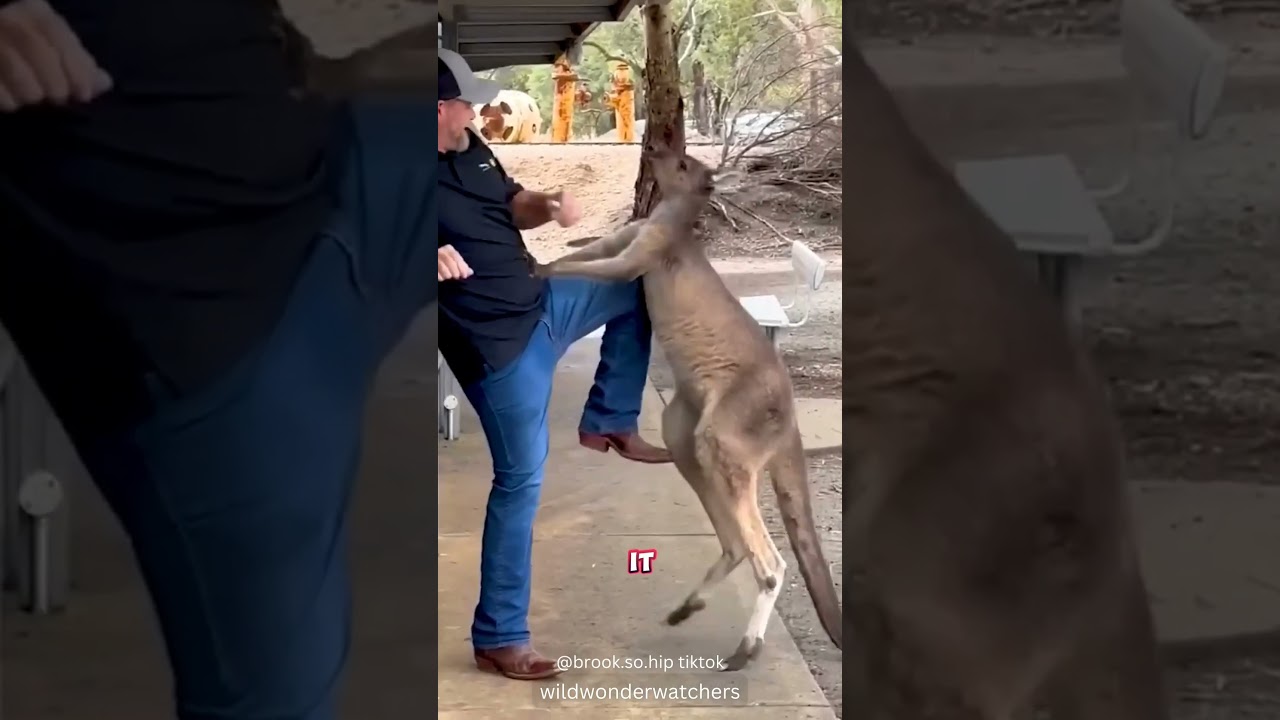 Злой кенгуру нападает на туристов 😂
