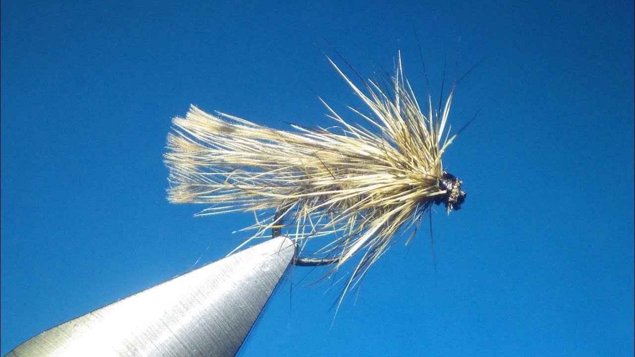 Sedge 