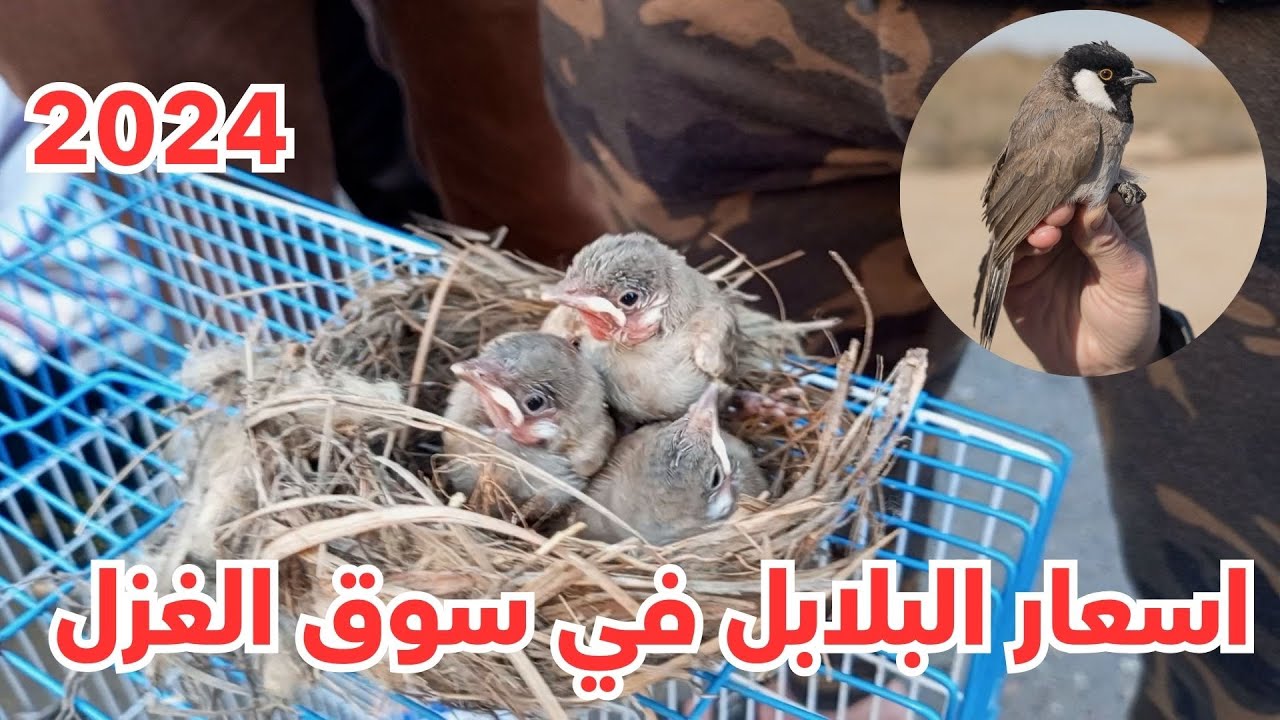 اسعار البلابل واسعار طعام البلابل في سوق الغزل بتاريخ 2024/6/28