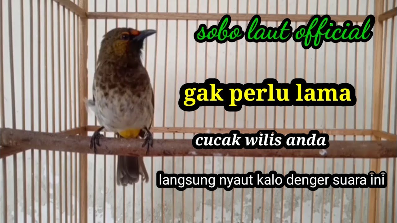 gak perlu lama bikin/ cucak wilis bahan langsung nyaut kalo denger suara ini