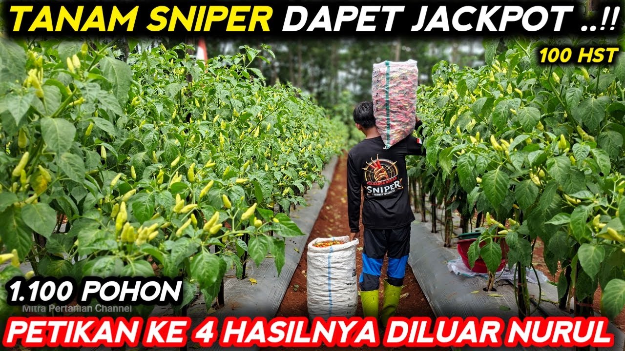 🔴 PANEN CABE SNIPER PETIKAN KE 4 USIA 100 HST HASILNYA DAPET JACKPOT ‼️ #mitrapertanianchannel 