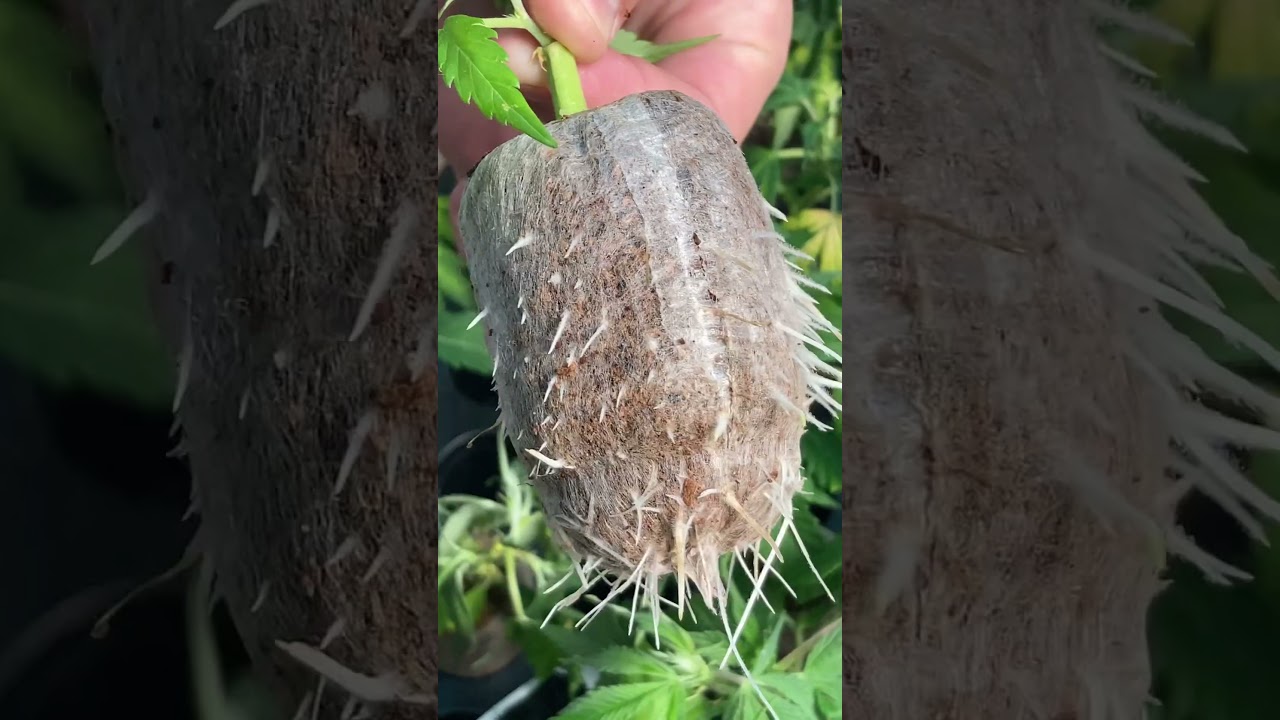 Rooting clones 🪴 #cannabiseducation #plants
