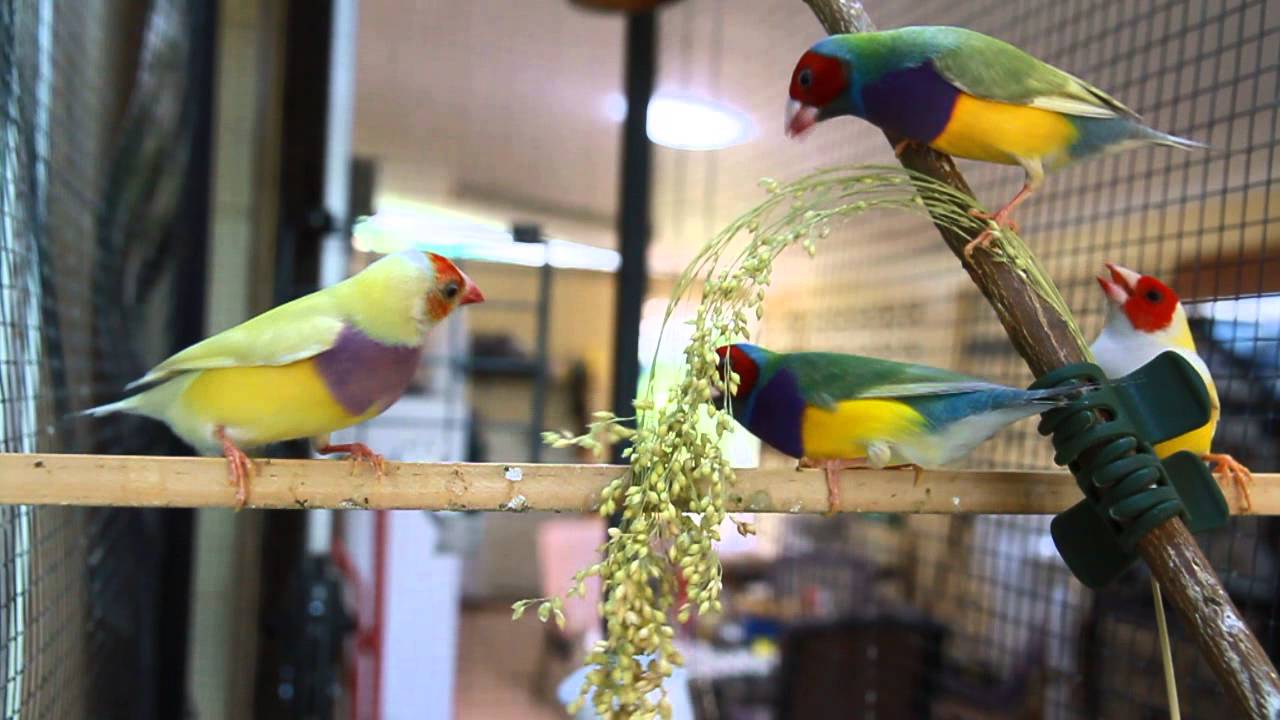 Gouldian Finch  Mutations