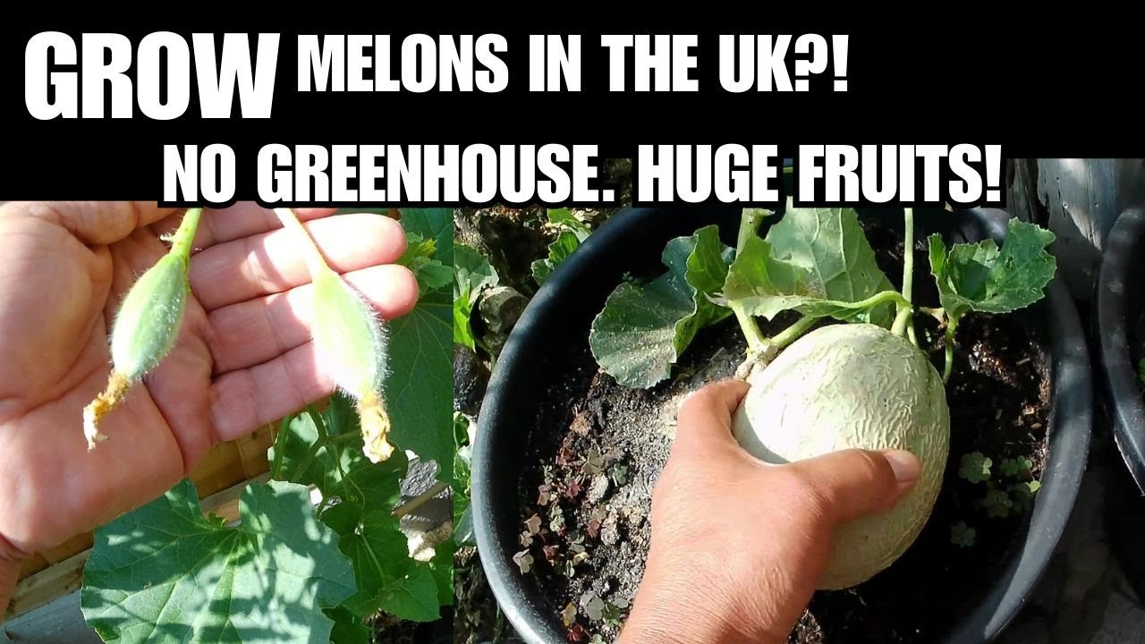 How To Grow Melons And Watermelons In Containers In The UK Without A Greenhouse Easy And Simple