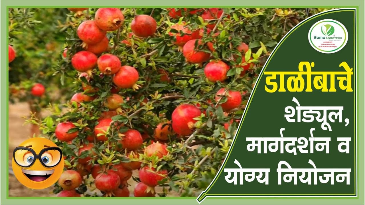 डाळिंबाचे शेड्युल, मार्गदर्शन व यॊग्य नियोजन थेट बांधावरून | Rama Agrotech
