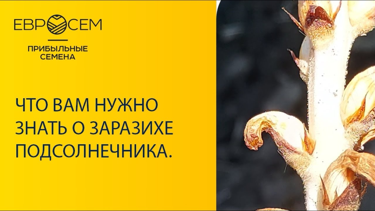 Что Вам нужно знать о заразихе подсолнечника.