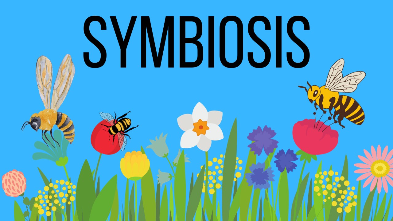 What is symbiosis in Biology?  Mutualism - Commensalism - Parasitism
