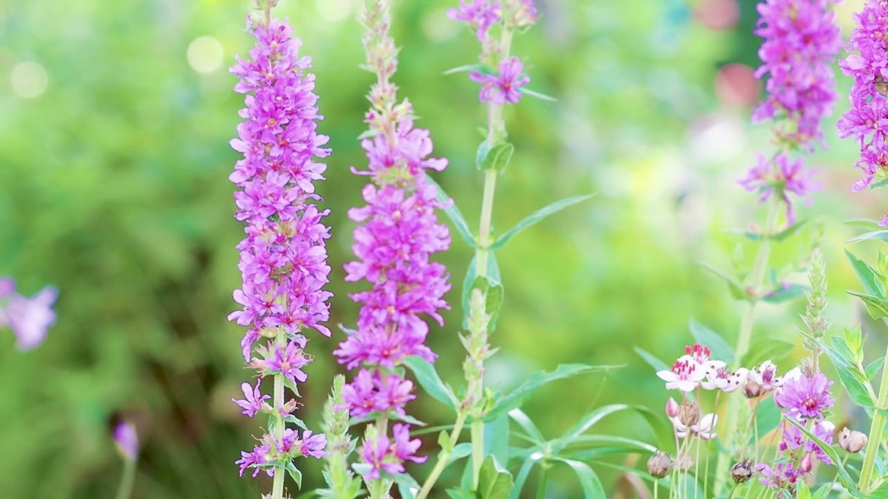 Blutweiderich, ein wilder Traum f&uuml;r Bienen und Schmetterlinge