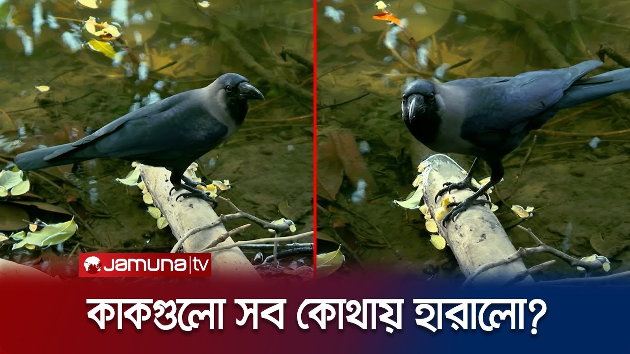 ঢাকা থেকে কেন হারিয়ে যাচ্ছে কাক? নগরবাসীর জন্য সতর্কবার্তা! | Crow Effect | Jamuna TV
