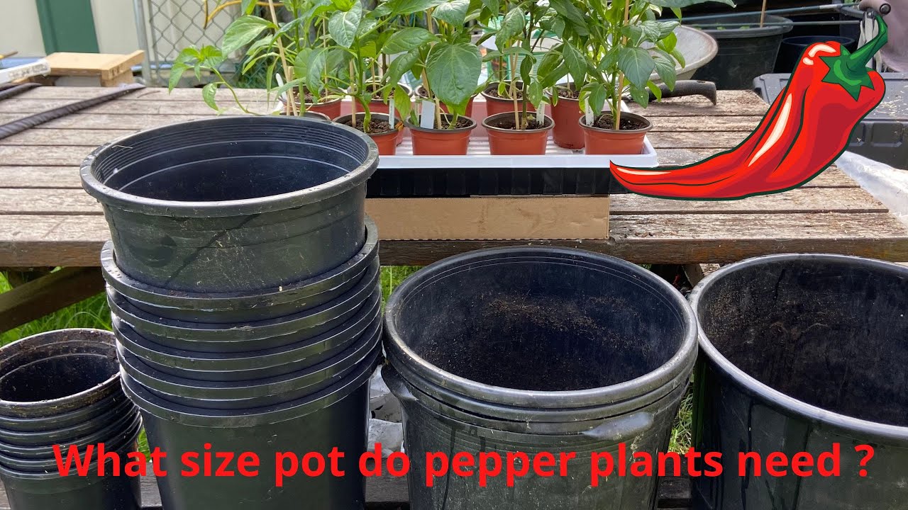 How to choose the best pot size when growing peppers in containers