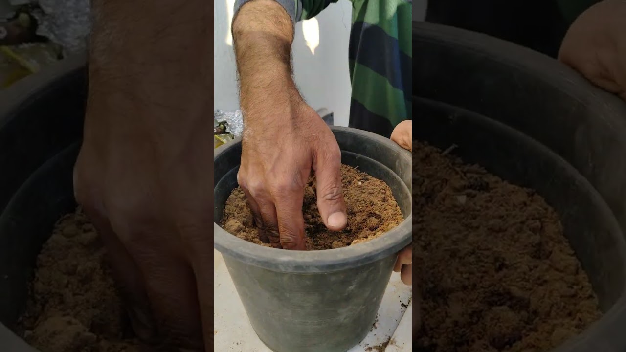 Checking roots of fig cuello de dama Blanca and planting it in pot. 