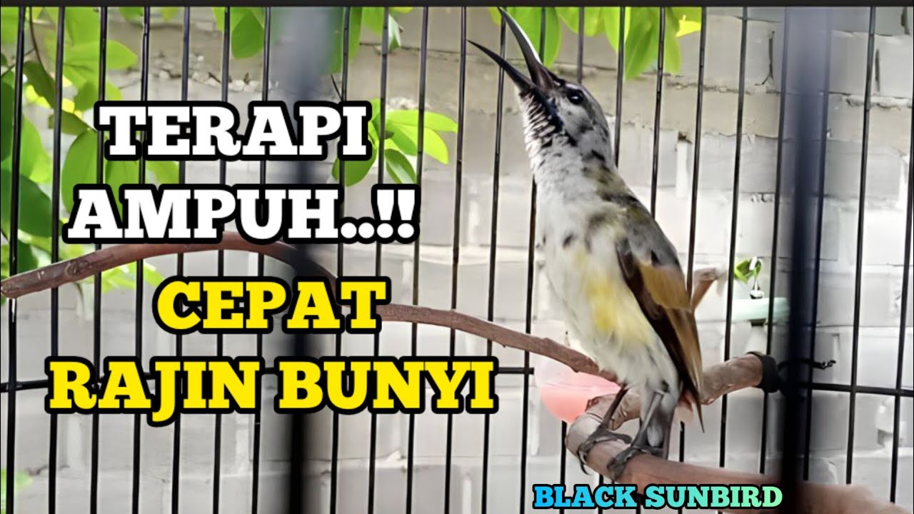 Terapi Ampuh!! king konin agar rajin bunyi dan cepat gacor