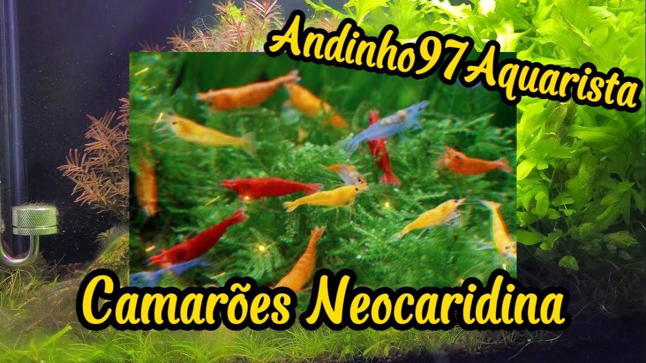 Camarões Neocaridina - PH, Parâmetros, Litragem, Comportamento, Ficha Completa