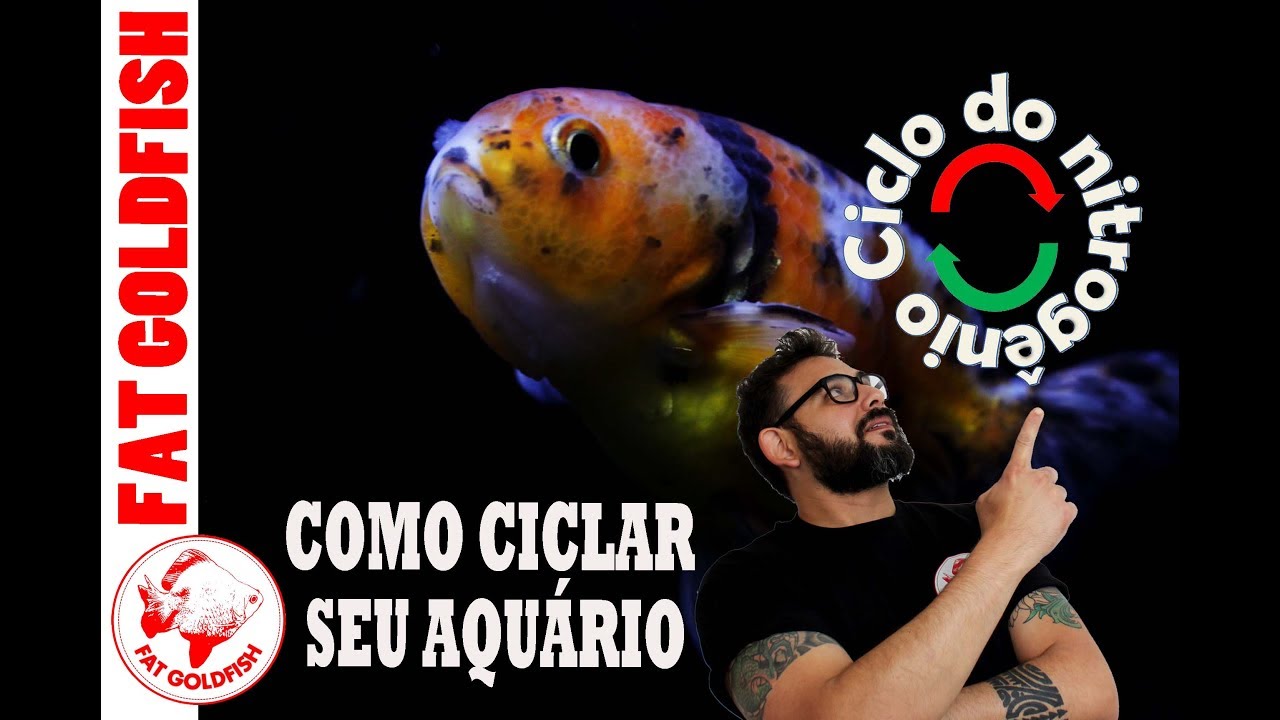 COMO CICLAR SEU AQUÁRIO E O CICLO DO NITROGÊNIO