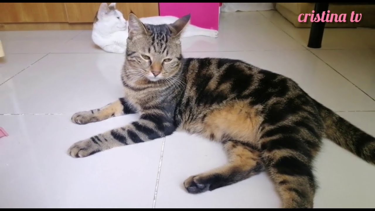 Cats Playing Together | Indoor Cats Cute Video
