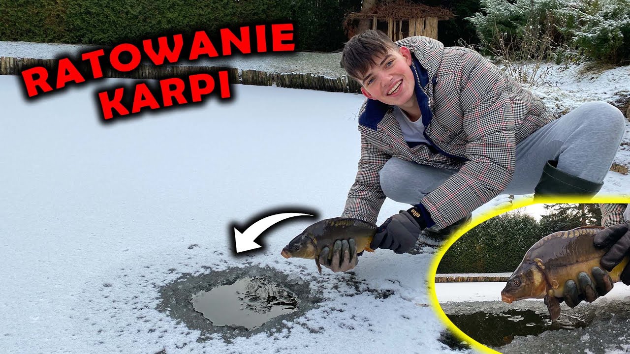 ŚWIĄTECZNE RATOWANIE KARPI *5 Karpi uratowanych od zabicia*