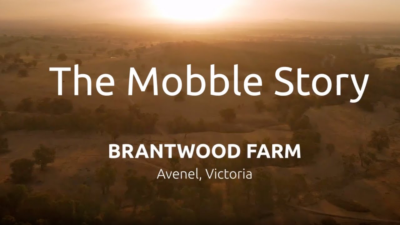 The Mobble Story
