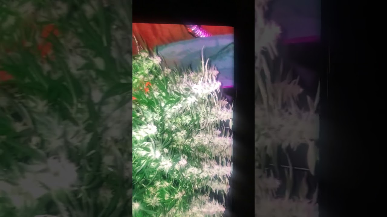 Growers choice critical purple auto flower. Week 5 flower