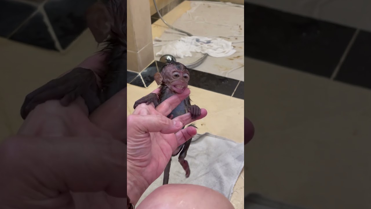 Baby monkey first shower