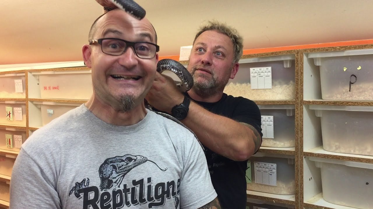 ON VOUS PRESENTE PLUSIEURS PITUOPHIS ! (Feat.Reptiligne)