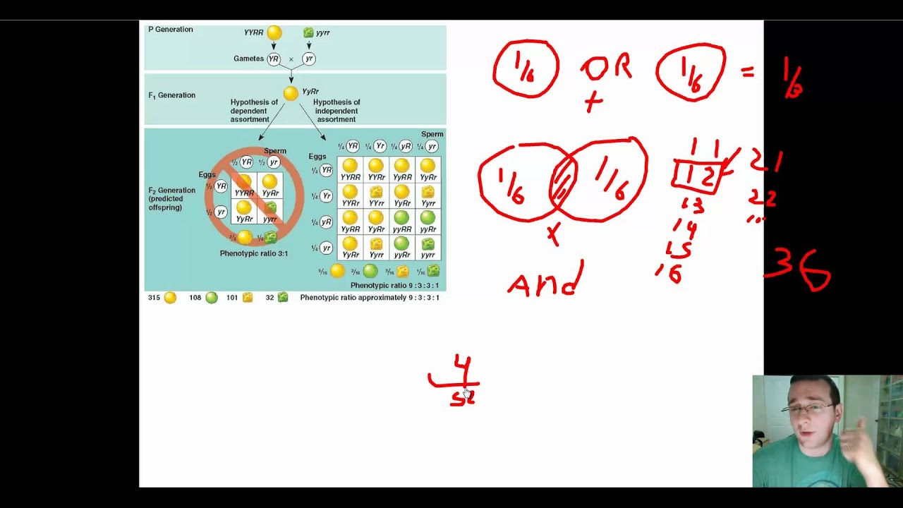 Biology Review: Probability & Genetics