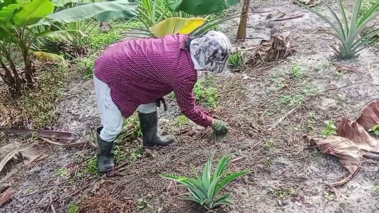 NGULIH KA PAONG NANAS TERUS TANAM BA KEBUN.