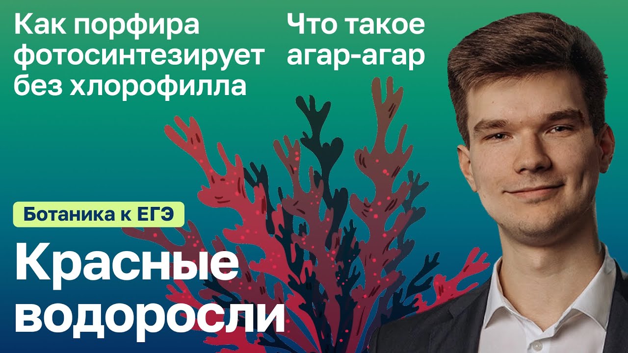 7.36. Красные водоросли | Ботаника к ЕГЭ | Георгий Мишуровский