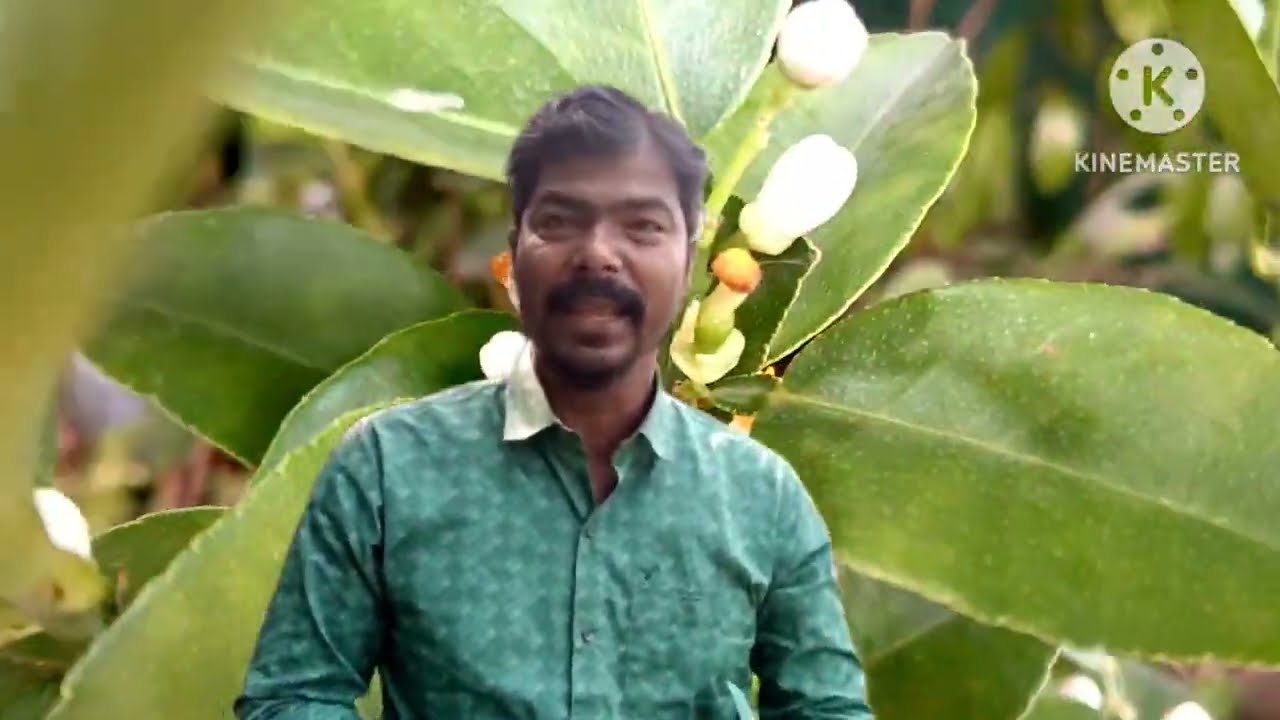 গাছে ভর্তি ফল ধরে রাখার জন্য ছোট ছোট কয়েকটি কৌশল জেনে নেওয়া যাক প্রচুর পরিমাণে ফল পাওয়া যাবে