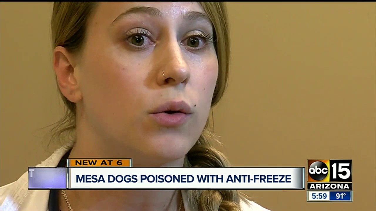 Mesa family says someone poisoned their dogs with anti-freeze