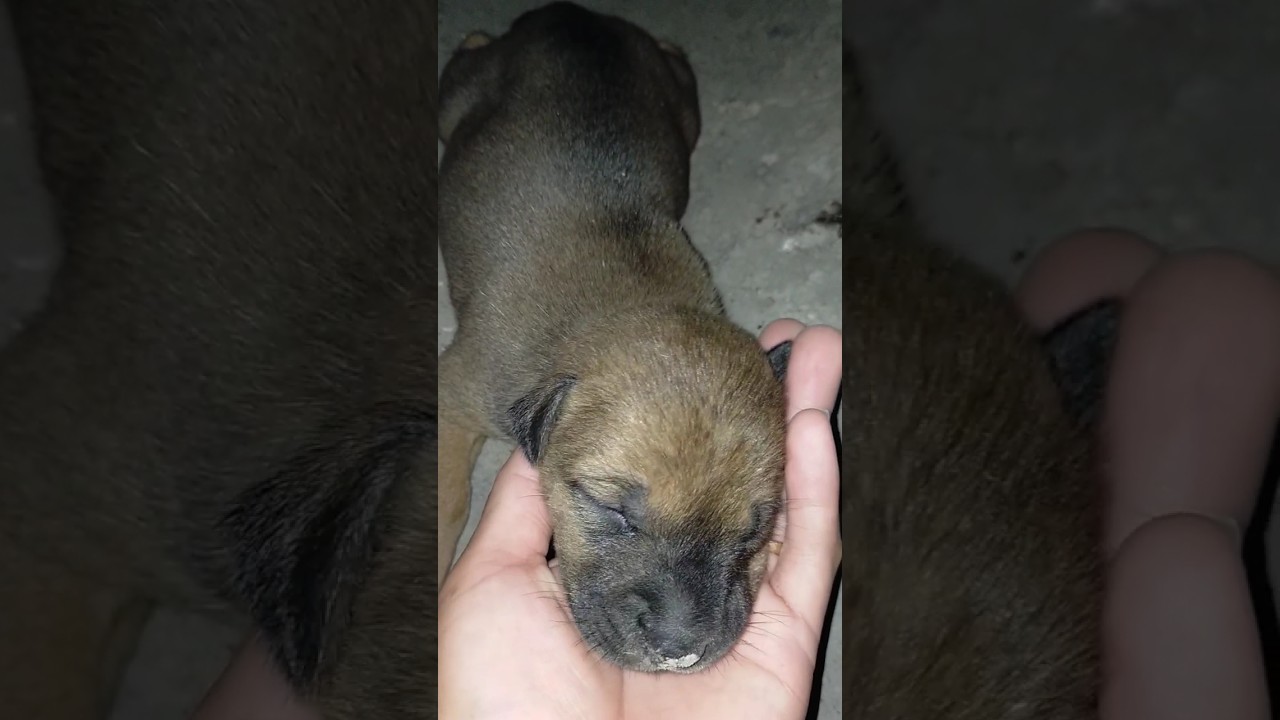 Try To Wake Up This Tiny Dog 😂#short #animals #subscribe #tinyfarm