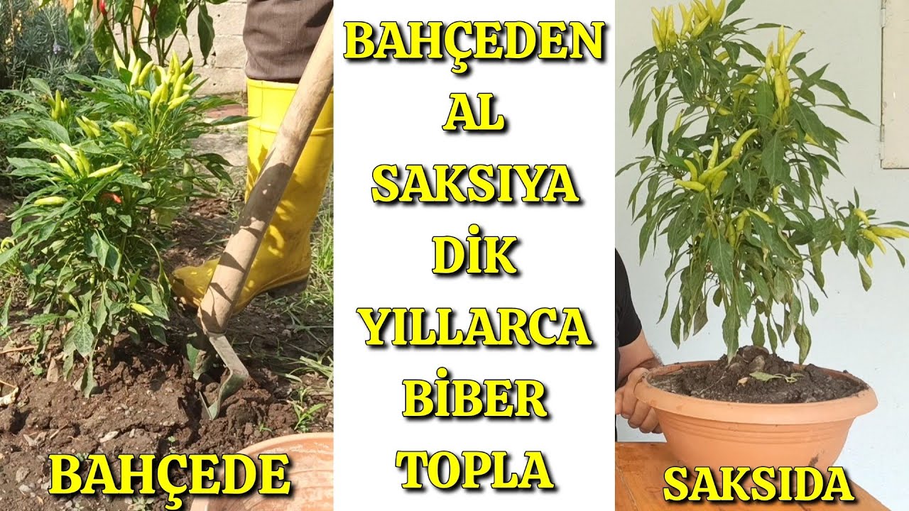 Bahçeden Sök, Saksıya Dik, Yıllarca Topla
