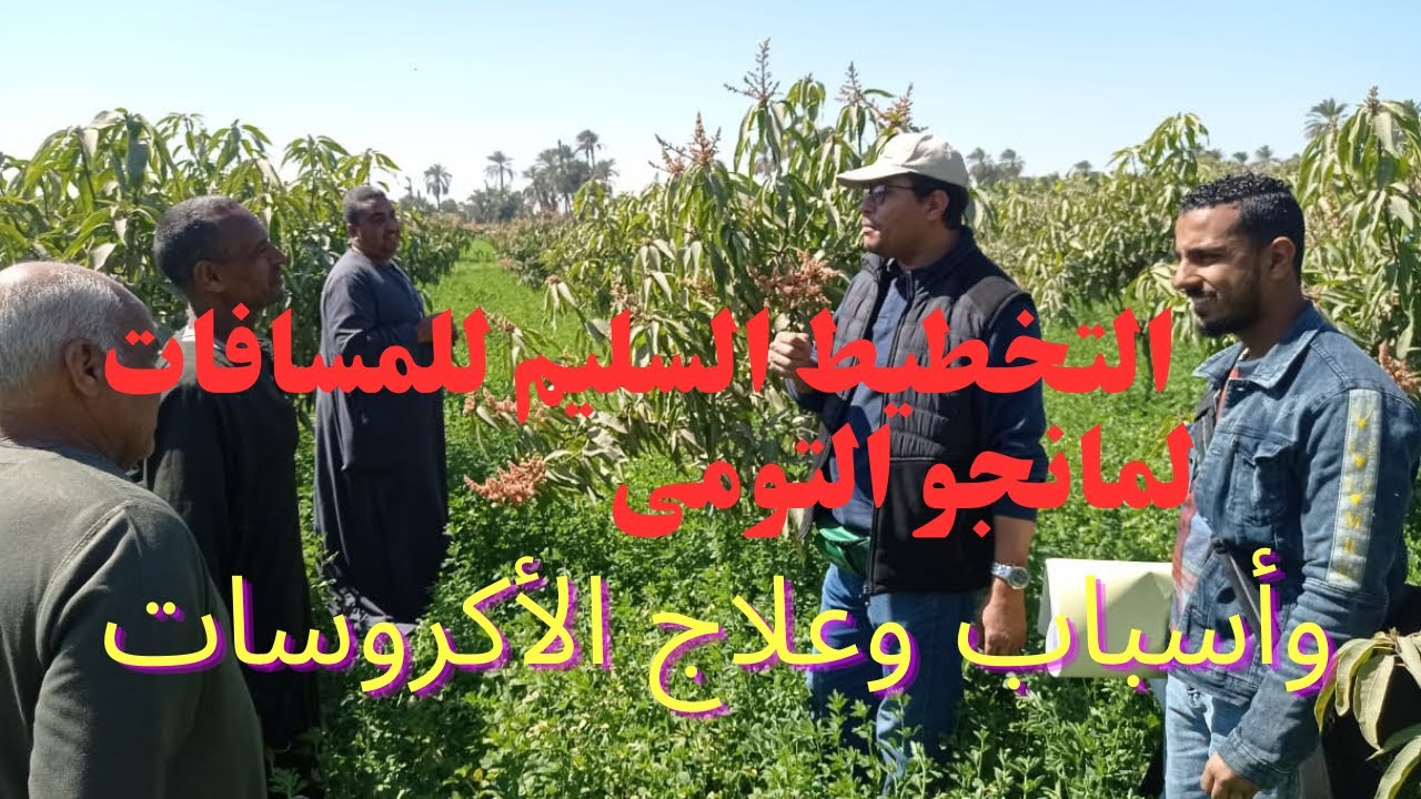 تخطيط ومسافات زراعة اشجار المانجو التومى وطريقة الكشف وعلاج الاكروسات د/السيد قاعود#مانجو-تومى#