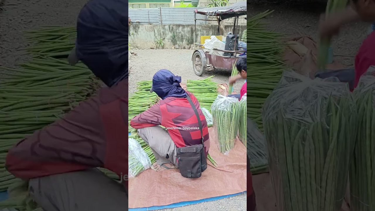 Naka 133 na tali ng Malunggay 