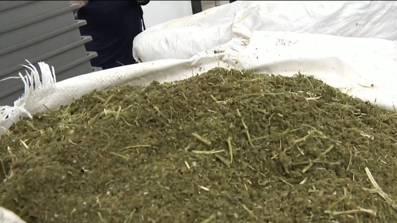 Study: Cannabis compounds can help fight COVID-19