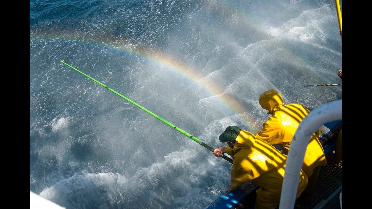 Pesca de Bonito del norte (proceso completo) a Bordo del 