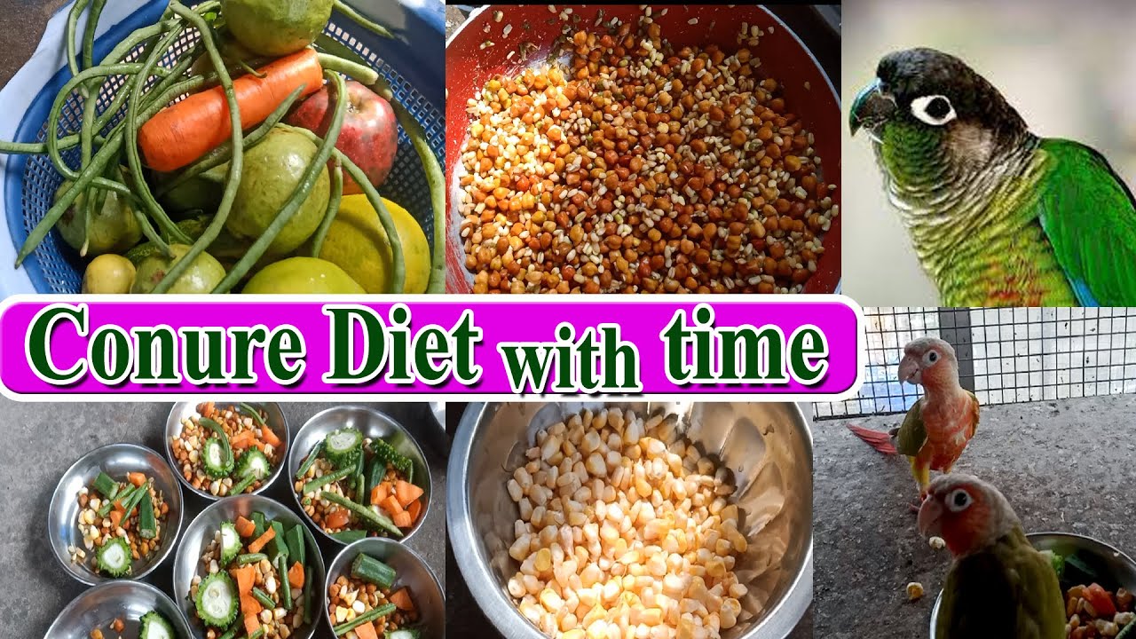 MY all Conure bird's Diet with timing||Vegetables||Fruits||Soak seed||Seed mixed||Kolkata Lovebirds
