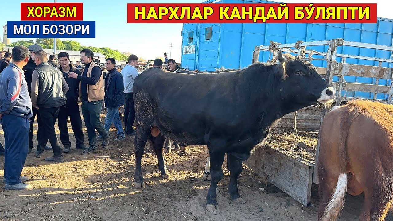 ХОРАЗМ МОЛ БОЗОРИ 17-АПРЕЛ ЯНГИ НАРХЛАР КАНДАЙ БУ́ЛЯПТИ !!! ХОРАЗМ БОЗОР
