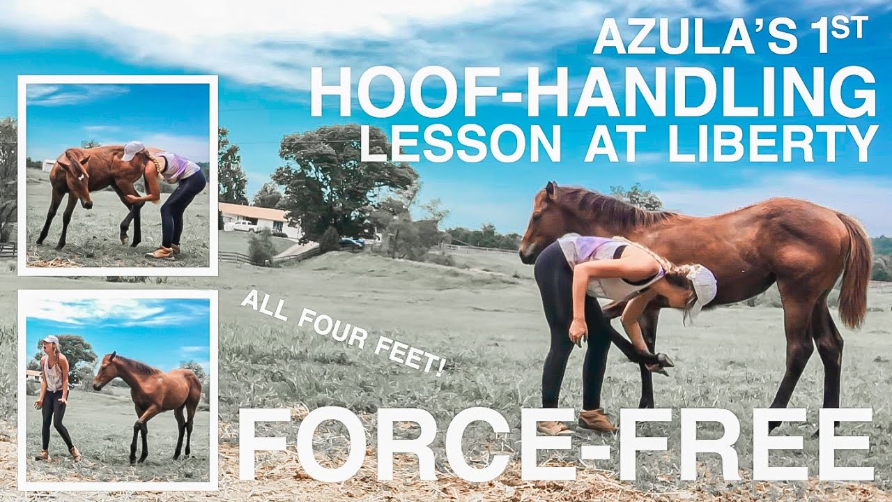 FOAL'S FIRST +R HUMANE HOOF HANDLING // Azula
