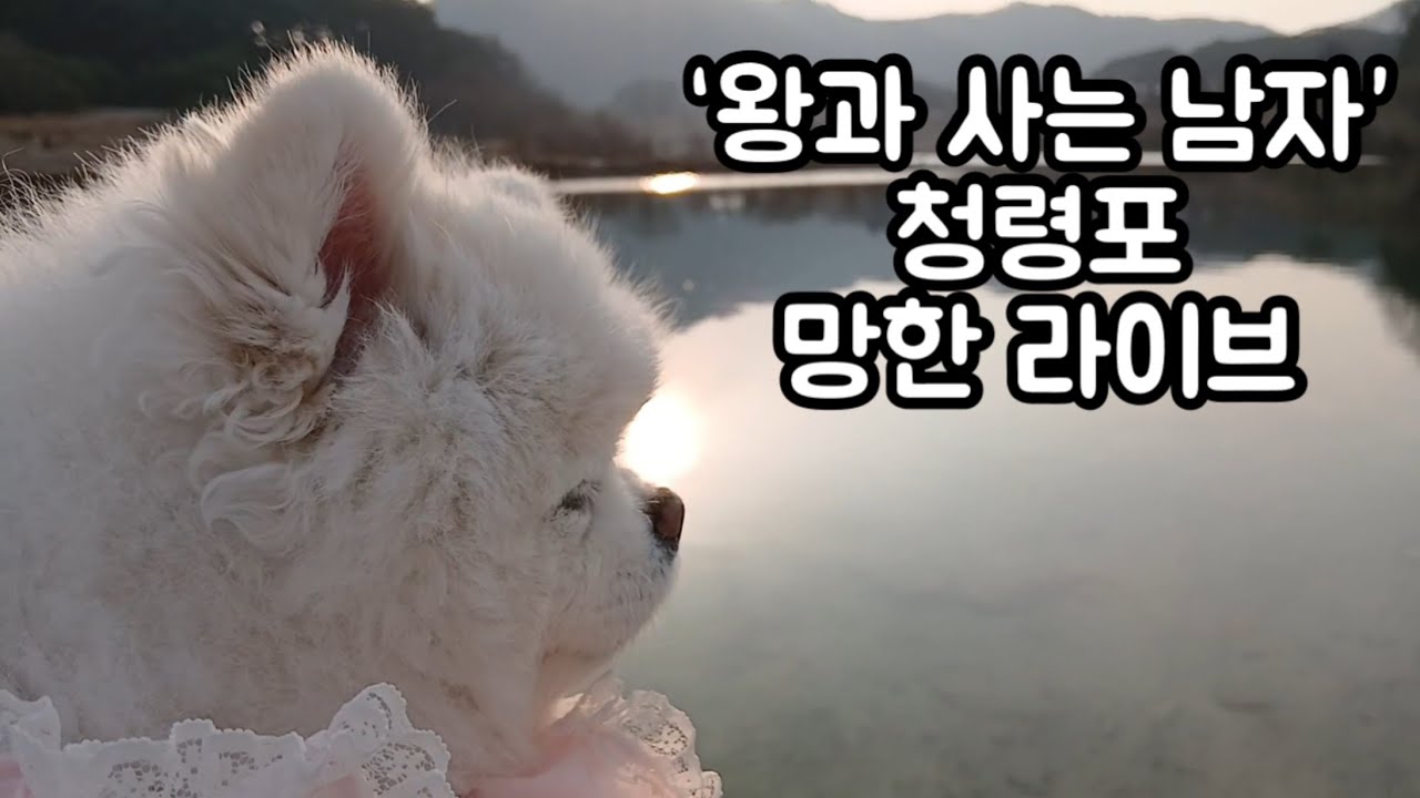 1000만 돌파한 “왕과 사는 남자“ 촬영지 영월 청령포 월요일 실시간 라이브(애견동반 가능할까?)