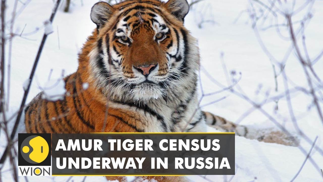 Researchers seek pugmarks as large scale census of Amur tiger underway in Russia | WION English News