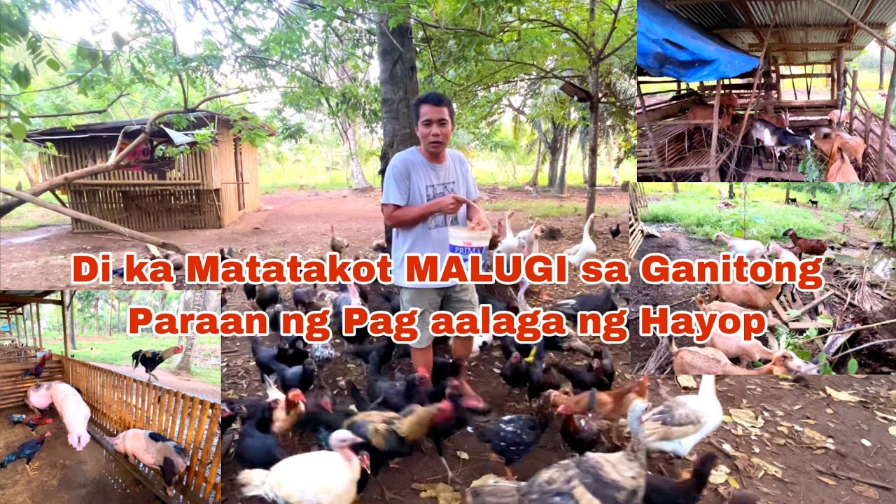 Paano di Malugi sa Pag aalaga ng Manok Baboy Kambing at Baka ito Ginawa Ko